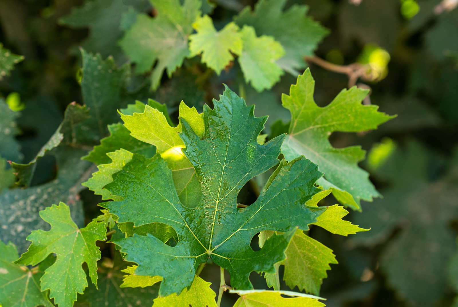 Эксперт рассказывает: Анчелотта Таманская